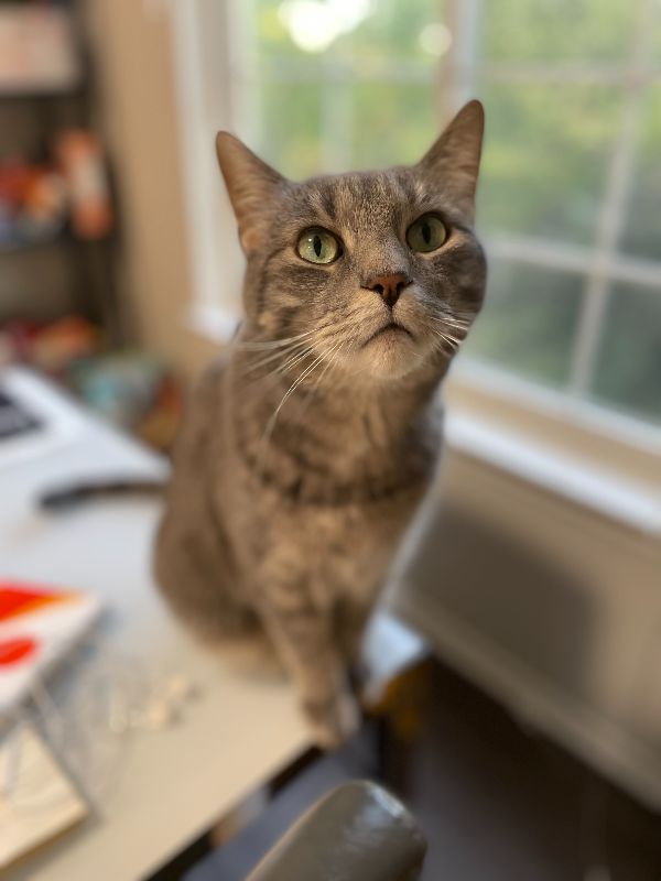 Adorable Cat Looking for a New Home!