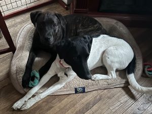 MEET RICO and REGGIE! THEY’D LOVE TO BE YOUR FURRY FRIENDS!