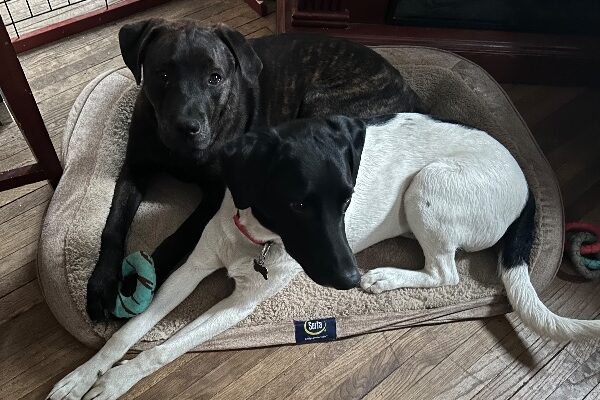 MEET RICO and REGGIE! THEY’D LOVE TO BE YOUR FURRY FRIENDS!