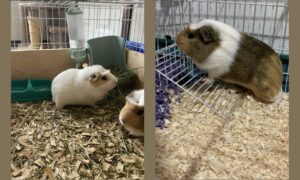 Charlie (dad) and Rascals (son)