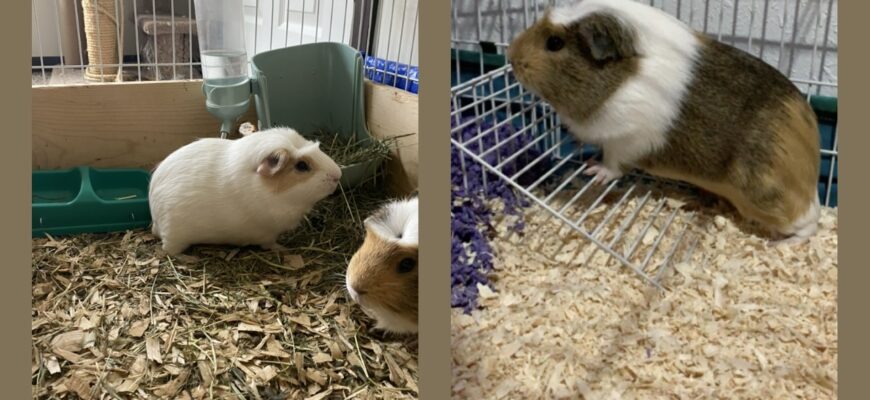 Charlie (dad) and Rascals (son)