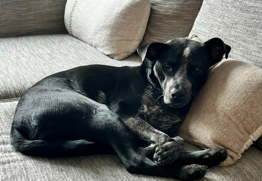Louie, the cuddle bug, looking his human