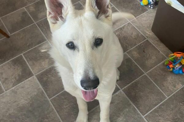 Purebred White German Shepherd