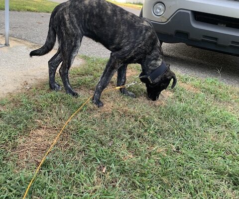 Kamo the dog