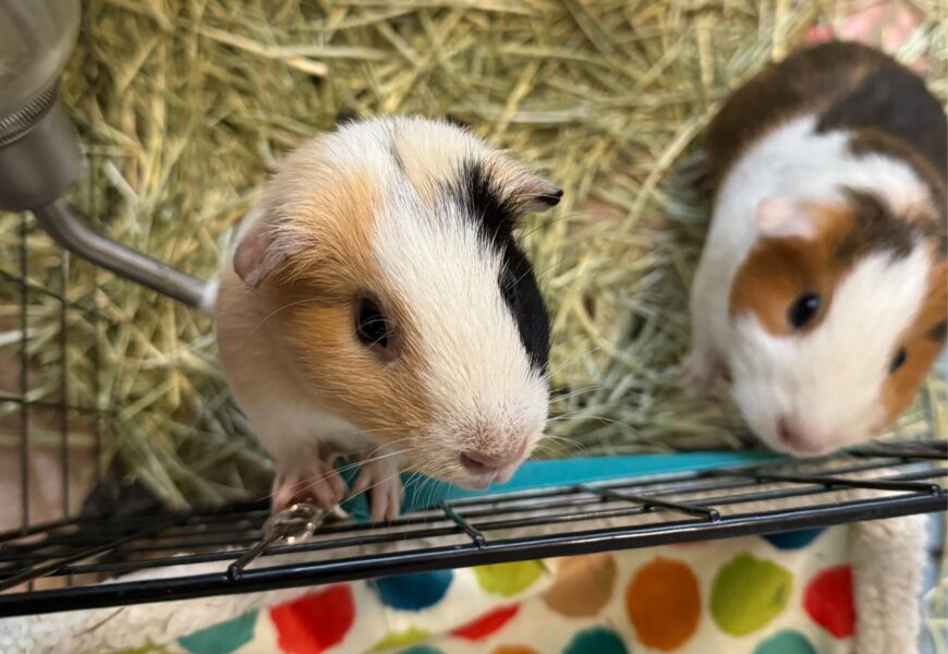 Guinea Pigs in need of loving home
