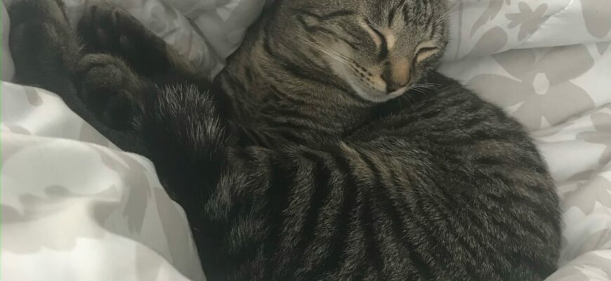 Friendliest Cat Ever
