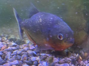 Red-Bellied Piranha
