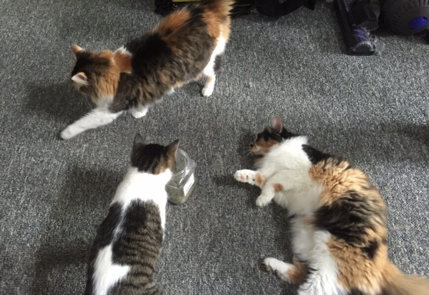 Three loving cats for adoption (Maine Coon and Mix)