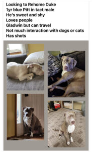 Blue Pit Needs a New Home