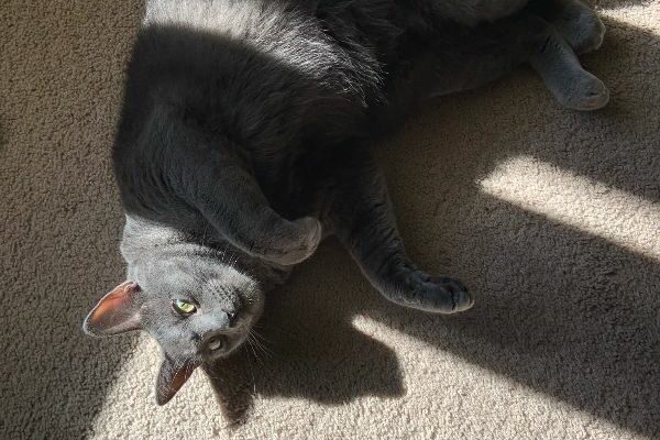 Greyson