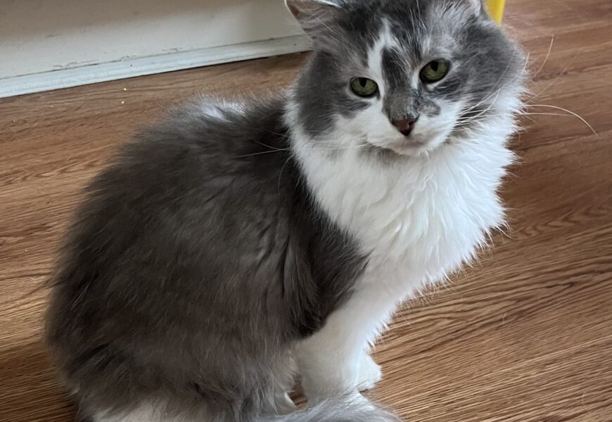 Riley the Sweet Girl