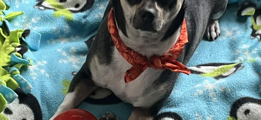 Nikko, 3-yr-old Loving Dog