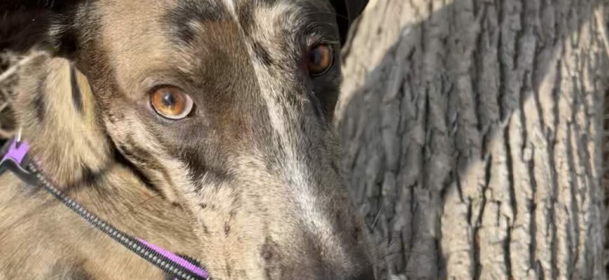 Active Pup Needs New Family