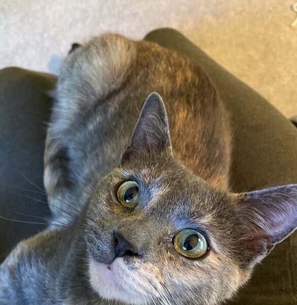 Young and Cuddly Dilute Tortie