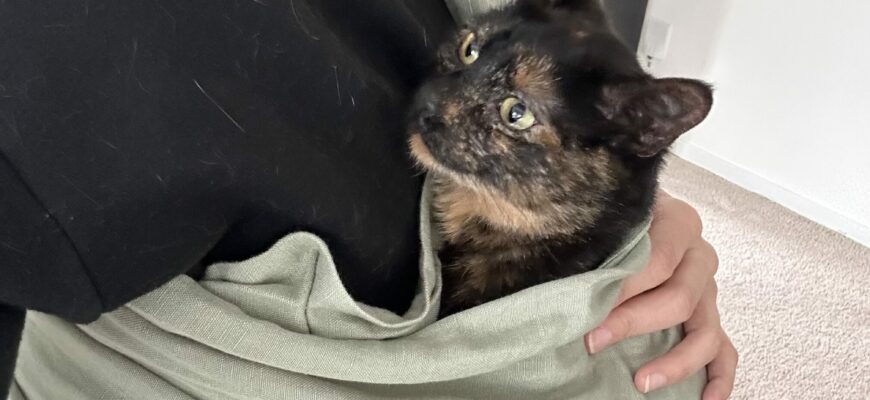 Wobbly cat needs a loving home.