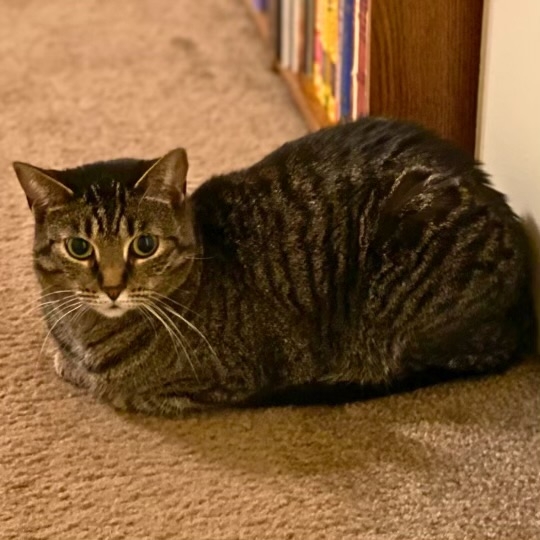 Shy, Stressed, but loving Cat needs new pet free home