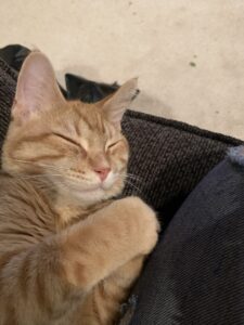 Playful Tabby Needs New Home