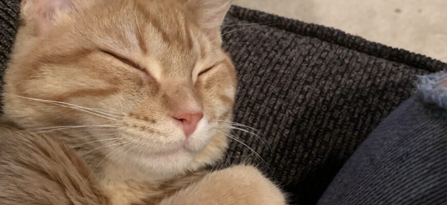 Playful Tabby Needs New Home
