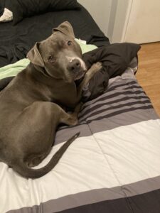 Sweet boy in need of a new home.