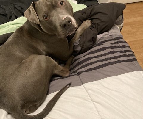 Sweet boy in need of a new home.