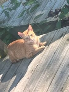 Sweet Orange Tabby Needs a Forever Home Before Winter!
