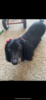 Sweet Senior Needs Peace and Love
