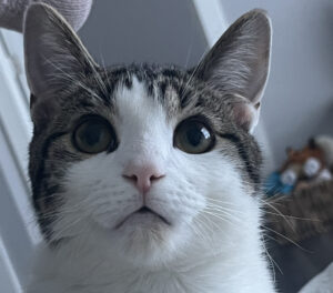Sweet playful 1 year old neutered male cat in need of a loving home.
