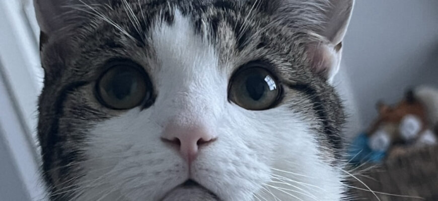 Sweet playful 1 year old neutered male cat in need of a loving home.
