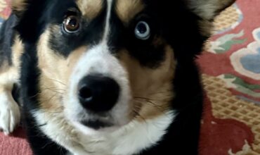 Healthy, kind and beautiful dog