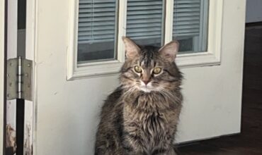 Sweet Cuddly Male Cat in Need of a Home