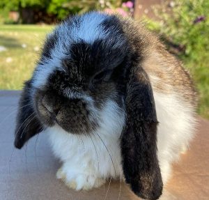 Sweet Lop Bunny