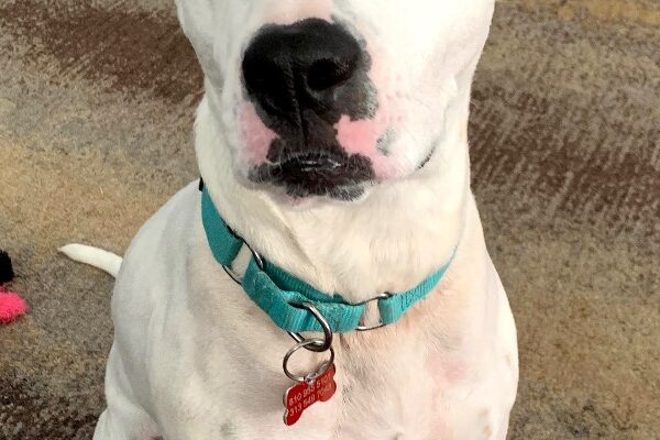 Beautiful pup needs an active home!!