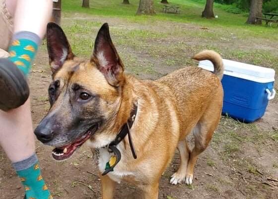 Friendly shepherd needs new home!