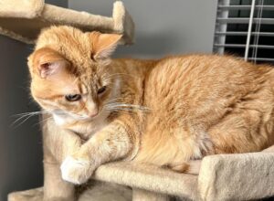 Sweet Cat Looking for Loving Home