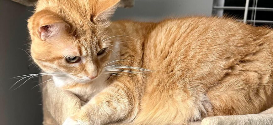 Sweet Cat Looking for Loving Home
