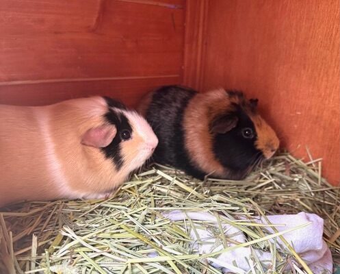 Rosy and Clover: These sweet sisters need a new home.