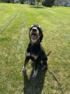 Potter the Doodle