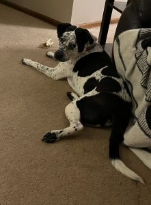 Meet Piper! Beautiful Pointer Mix