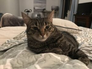 Friendly cat in need of allergy-free home!