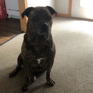 Laid-Back Brindle Mastiff Mix