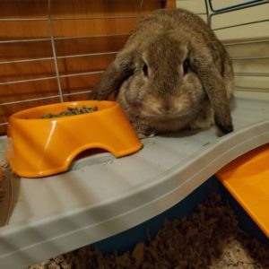 Loveable Bunny Needs a Good Home