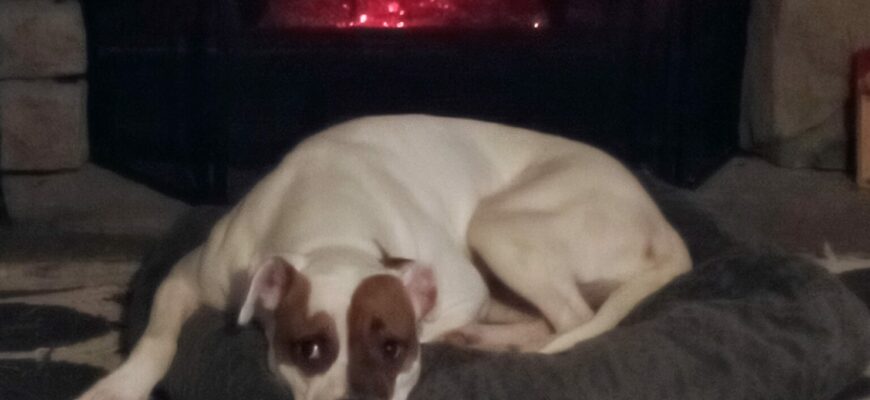 great dog for good home – loves kid