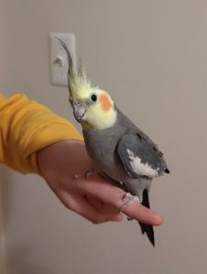 Happy Birdie Needs Love and Attention