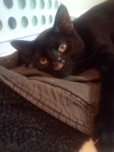 Handsome Young Cat