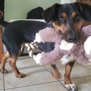 Goji - cute, young, playful!