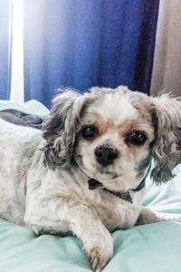 Sweet, Snuggly, Special Needs Shih Tzu/Bichon