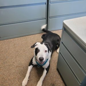 Great adventure dog for experienced dog owners!