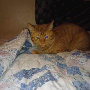 Sweet Orange Kitty