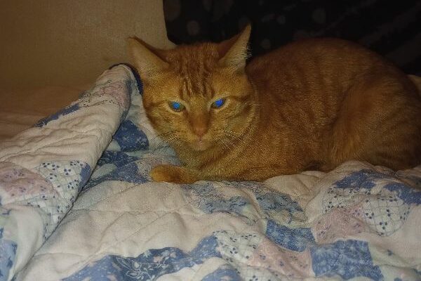 Sweet Orange Kitty