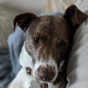 Sweet, Loving Dog Needs a New Home